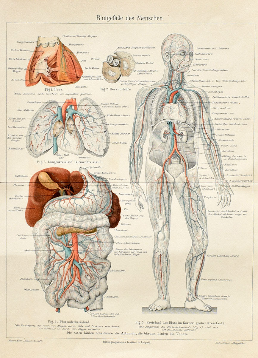 Anatomy Study