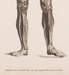 Anatomy Study