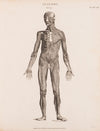 Anatomy Study