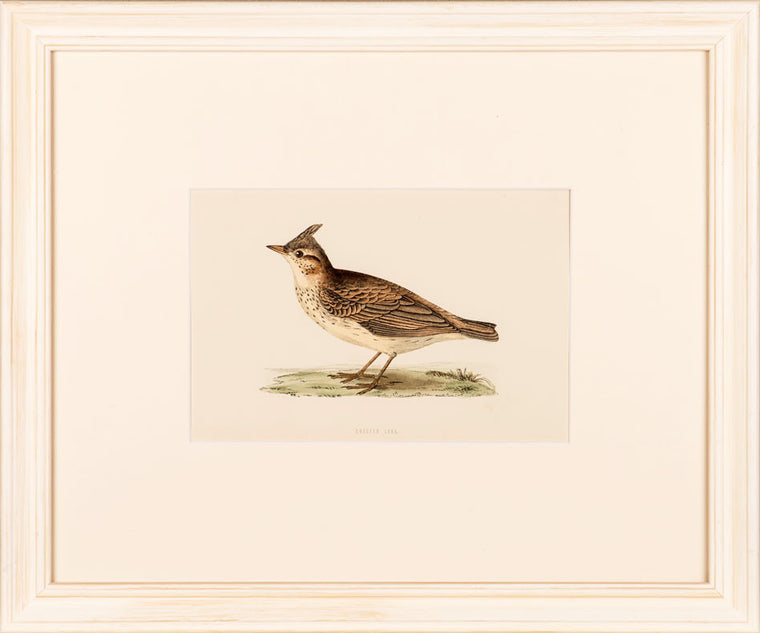 Crested Lark