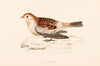 Snow Bunting