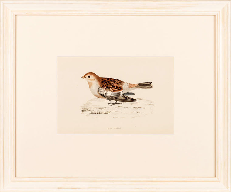 Snow Bunting