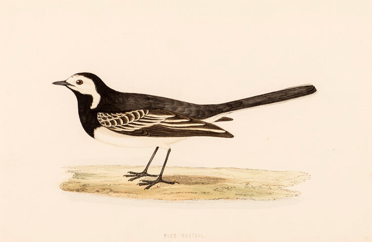 Pied Wagtail