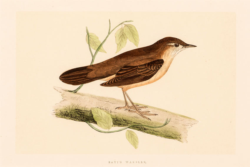 Savi's Warbler