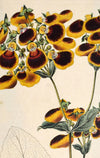 Decorative Flower