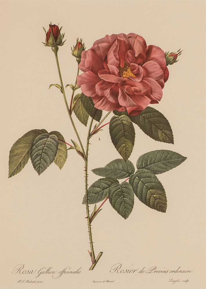 Large Rose